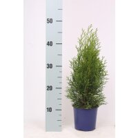 Lebensbaum, (Thuja occidentalis), Sorte: Smaragd, im 13cm Topf, ca. 40cm hoch