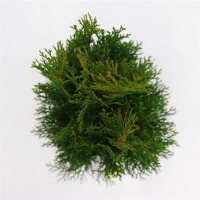 Lebensbaum, (Thuja occidentalis), Sorte: Smaragd, im 13cm Topf, ca. 40cm hoch
