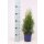 Lebensbaum, (Thuja occidentalis), Sorte: Smaragd, im 13cm Topf, ca. 40cm hoch
