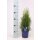 Lebensbaum, (Thuja occidentalis), Sorte: Smaragd, im 13cm Topf, ca. 40cm hoch