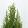 Lebensbaum, (Thuja occidentalis), Sorte: Smaragd, im 13cm Topf, ca. 40cm hoch