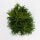 Lebensbaum, (Thuja occidentalis), Sorte: Smaragd, im 13cm Topf, ca. 40cm hoch