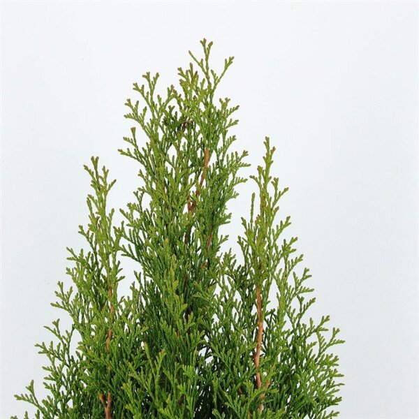 Lebensbaum, (Thuja occidentalis), Sorte: Smaragd, im 17cm Topf, ca. 55cm hoch