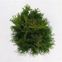 Lebensbaum, (Thuja occidentalis), Sorte: Smaragd, im 17cm...