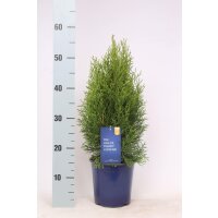 Lebensbaum, (Thuja occidentalis), Sorte: Smaragd, im 17cm Topf, ca. 55cm hoch