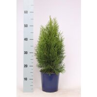 Lebensbaum, (Thuja occidentalis), Sorte: Smaragd, im 17cm Topf, ca. 55cm hoch