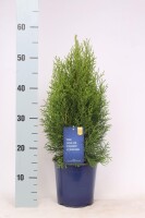 Lebensbaum, (Thuja occidentalis), Sorte: Smaragd, im 17cm Topf, ca. 55cm hoch