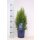 Lebensbaum, (Thuja occidentalis), Sorte: Smaragd, im 17cm Topf, ca. 55cm hoch