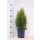 Lebensbaum, (Thuja occidentalis), Sorte: Smaragd, im 17cm Topf, ca. 55cm hoch
