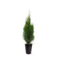 Lebensbaum, (Thuja occidentalis), Sorte: Smaragd, im 21cm Topf, ca. 70cm hoch