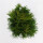 Lebensbaum, (Thuja occidentalis), Sorte: Smaragd, im 21cm Topf, ca. 70cm hoch