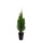 Lebensbaum, (Thuja occidentalis), Sorte: Smaragd, im 21cm Topf, ca. 70cm hoch