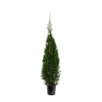 Lebensbaum, (Thuja occidentalis), Sorte: Smaragd, im 28cm Topf, ca. 140cm hoch