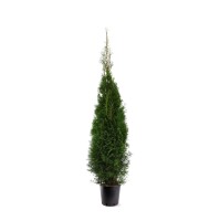 Lebensbaum, (Thuja occidentalis), Sorte: Smaragd, im 28cm Topf, ca. 140cm hoch