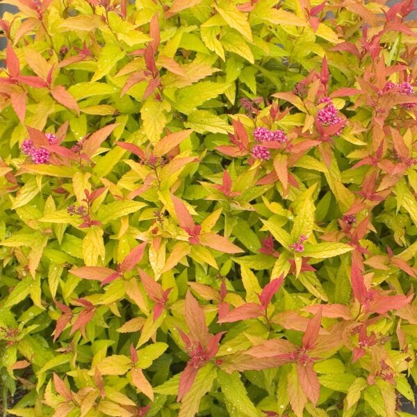 Spirea, (Spiraea japonica), Sorte: Double Play Gold, im 19cm Topf, ca. 35cm hoch