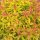 Spirea, (Spiraea japonica), Sorte: Double Play Gold, im 19cm Topf, ca. 35cm hoch