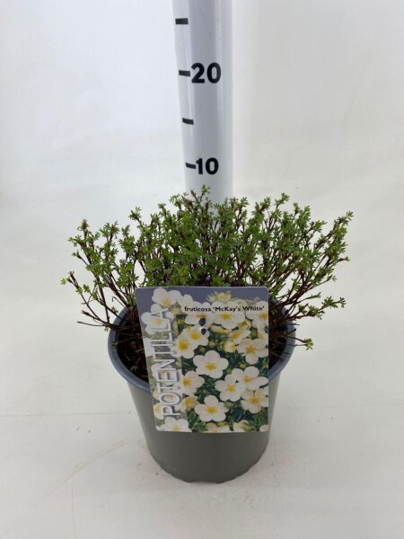 Gemeiner Fingerstrauch, (Potentilla fruticosa), Sorte: Mc Kays White, im 19cm Topf, ca 25cm hoch