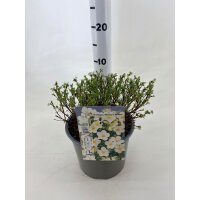 Gemeiner Fingerstrauch, (Potentilla fruticosa), Sorte: Mc...