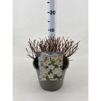 Gemeiner Fingerstrauch, (Potentilla fruticosa), Sorte: Mc...