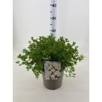 Gemeiner Fingerstrauch, (Potentilla fruticosa), Sorte: Mc Kays White, im 19cm Topf, ca 25cm hoch