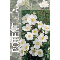 Gemeiner Fingerstrauch, (Potentilla fruticosa), Sorte: Mc Kays White, im 19cm Topf, ca 25cm hoch