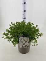 Gemeiner Fingerstrauch, (Potentilla fruticosa), Sorte: Mc Kays White, im 19cm Topf, ca 25cm hoch