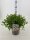 Gemeiner Fingerstrauch, (Potentilla fruticosa), Sorte: Mc Kays White, im 19cm Topf, ca 25cm hoch