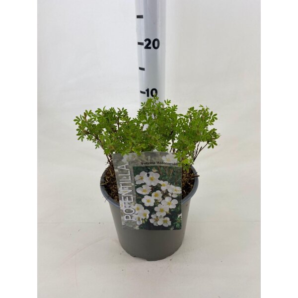 Gemeiner Fingerstrauch, (Potentilla fruticosa), Sorte: Abbotswood, im 19cm Topf, ca 25cm hoch
