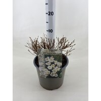 Gemeiner Fingerstrauch, (Potentilla fruticosa), Sorte:...