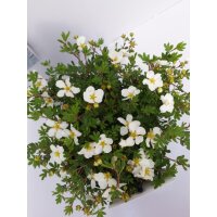 Gemeiner Fingerstrauch, (Potentilla fruticosa), Sorte: Abbotswood, im 19cm Topf, ca 25cm hoch