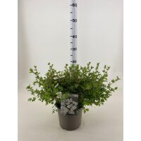 Gemeiner Fingerstrauch, (Potentilla fruticosa), Sorte: Abbotswood, im 19cm Topf, ca 25cm hoch
