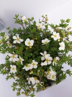 Gemeiner Fingerstrauch, (Potentilla fruticosa), Sorte: Abbotswood, im 19cm Topf, ca 25cm hoch