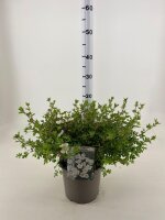 Gemeiner Fingerstrauch, (Potentilla fruticosa), Sorte: Abbotswood, im 19cm Topf, ca 25cm hoch