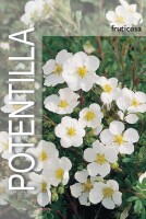 Gemeiner Fingerstrauch, (Potentilla fruticosa), Sorte: Abbotswood, im 19cm Topf, ca 25cm hoch