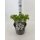Gemeiner Fingerstrauch, (Potentilla fruticosa), Sorte: Abbotswood, im 19cm Topf, ca 25cm hoch