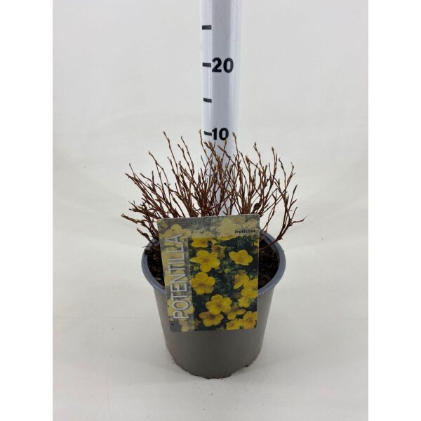 Gemeiner Fingerstrauch, (Potentilla fruticosa), Sorte: Goldfinger, im 19cm Topf, ca 25cm hoch