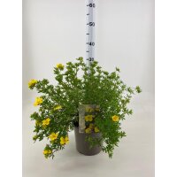 Gemeiner Fingerstrauch, (Potentilla fruticosa), Sorte: Goldfinger, im 19cm Topf, ca 25cm hoch