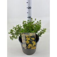 Gemeiner Fingerstrauch, (Potentilla fruticosa), Sorte: Goldfinger, im 19cm Topf, ca 25cm hoch