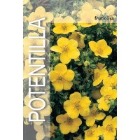 Gemeiner Fingerstrauch, (Potentilla fruticosa), Sorte: Goldfinger, im 19cm Topf, ca 25cm hoch
