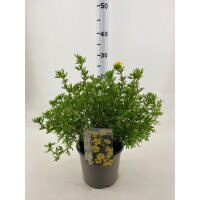 Gemeiner Fingerstrauch, (Potentilla fruticosa), Sorte: Goldfinger, im 19cm Topf, ca 25cm hoch