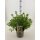 Gemeiner Fingerstrauch, (Potentilla fruticosa), Sorte: Goldfinger, im 19cm Topf, ca 25cm hoch