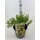 Gemeiner Fingerstrauch, (Potentilla fruticosa), Sorte: Goldfinger, im 19cm Topf, ca 25cm hoch