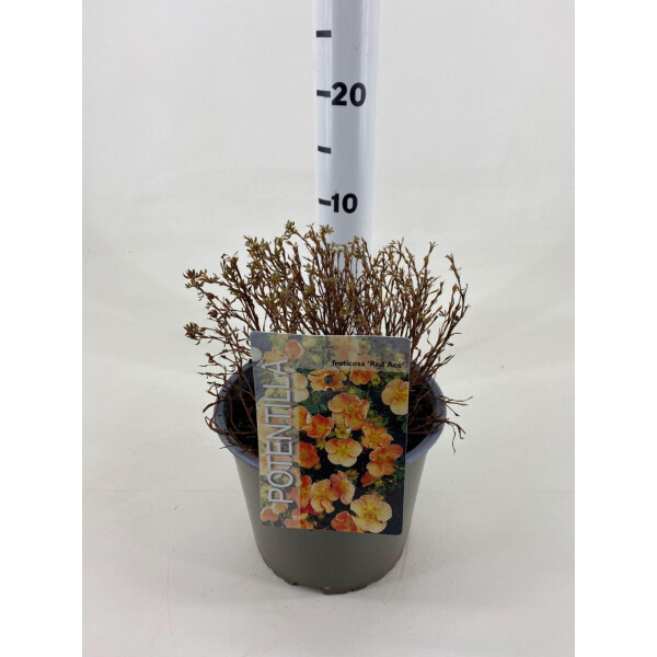 Gemeiner Fingerstrauch, (Potentilla fruticosa), Sorte: Red Ace, im 19cm Topf, ca 25cm hoch