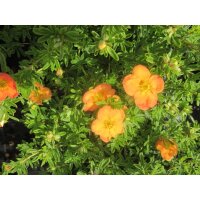 Gemeiner Fingerstrauch, (Potentilla fruticosa), Sorte:...