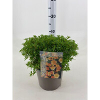 Gemeiner Fingerstrauch, (Potentilla fruticosa), Sorte: Red Ace, im 19cm Topf, ca 25cm hoch