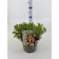 Gemeiner Fingerstrauch, (Potentilla fruticosa), Sorte: Red Ace, im 19cm Topf, ca 25cm hoch