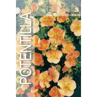 Gemeiner Fingerstrauch, (Potentilla fruticosa), Sorte: Red Ace, im 19cm Topf, ca 25cm hoch