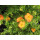 Gemeiner Fingerstrauch, (Potentilla fruticosa), Sorte: Red Ace, im 19cm Topf, ca 25cm hoch
