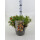 Gemeiner Fingerstrauch, (Potentilla fruticosa), Sorte: Red Ace, im 19cm Topf, ca 25cm hoch