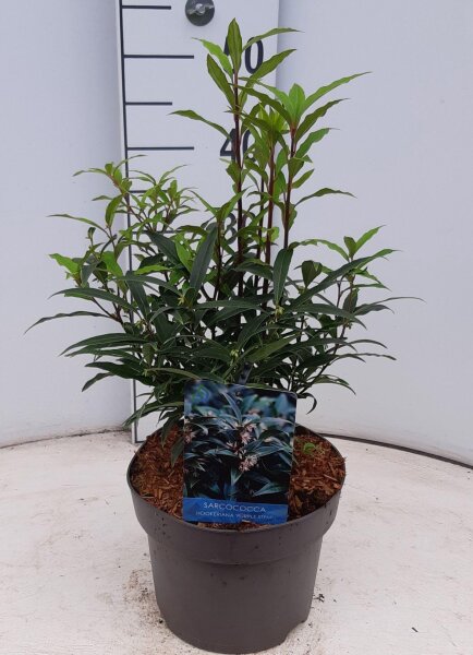 Duftende Fleischbeere, (Sarcococca hookeriana), Sorte: Purple Stem, im 21cm Topf, ca. 40cm hoch